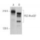 PDZ-RhoGEF Antibody (D-9) - Western Blotting - Image 363231