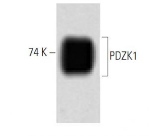 PDZK1 Antibody (42) - Western Blotting - Image 60204