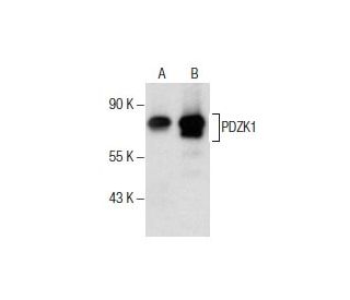 PDZK1 Antibody (F-36) - Western Blotting - Image 285860 