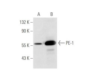 PE-1 Antibody (ETV3F4D10) - Western Blotting - Image 59321 