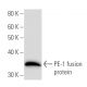 PE-1 Antibody (ETV3F4D10) - Western Blotting - Image 153129