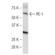 PE-1 Antibody (ETV3F4D10) - Western Blotting - Image 153130 