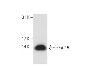 PEA-15 Antibody (H-3) - Western Blotting - Image 80623