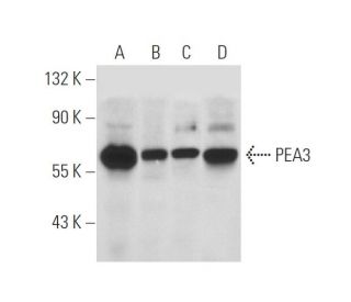 PEA3 Antibody (G-10) - Western Blotting - Image 68340 