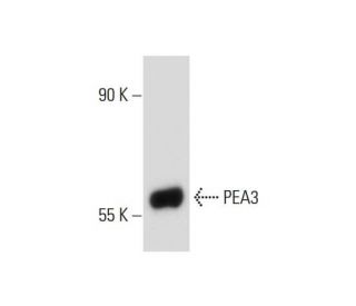 PEA3 Antibody (G-10) - Western Blotting - Image 144723