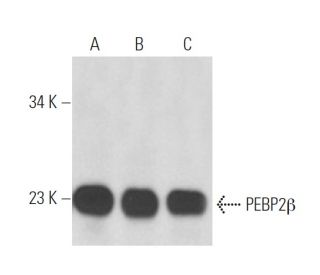PEBP2&beta; Antibody (141,4,1) - Western Blotting - Image 17348 