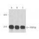 PEBP2β Antibody (141,4,1) - Western Blotting - Image 17348 