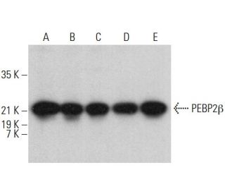 PEBP2&beta; Antibody (A-4) - Western Blotting - Image 381487 