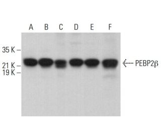PEBP2&beta; Antibody (H-10) - Western Blotting - Image 381486 