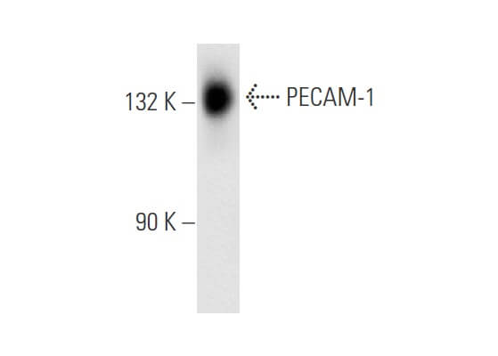 CD31 PECAM 1 Antibody 158 2B3 SCBT Santa Cruz