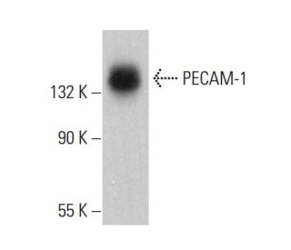 CD31 PECAM 1 Antibody 158 2B3 SCBT Santa Cruz Biotechnology