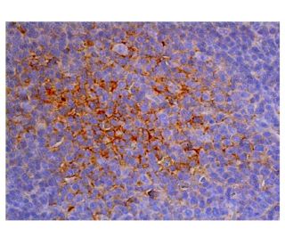 CD31 PECAM 1 Antibody D 11 SCBT Santa Cruz Biotechnology