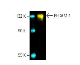 CD31/PECAM-1 Antibody (D-11) | SCBT - Santa Cruz Biotechnology
