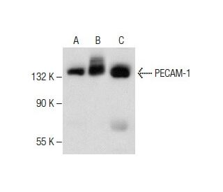 CD31/PECAM-1 Antibody (E-4) - Western Blotting - Image 282206 