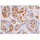 CD31/PECAM-1 Antibody (E-8) - Immunohistochemistry - Image 348069 