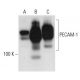 CD31/PECAM-1 Antibody (E-8) - Western Blotting - Image 46492