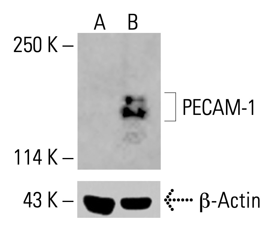 CD31/PECAM-1抗体(H-3) | SCBT - Santa Cruz Biotechnology