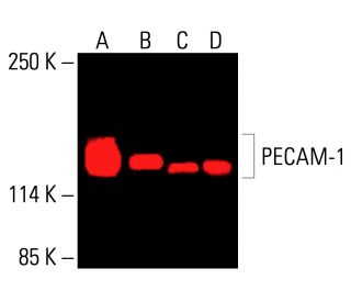 CD31/PECAM-1抗体(H-3) | SCBT - Santa Cruz Biotechnology