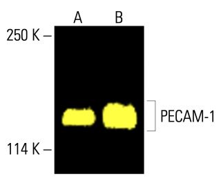 CD31/PECAM-1抗体(H-3) | SCBT - Santa Cruz Biotechnology