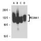CD31/PECAM-1 Antibody (HC1/6) - Western Blotting - Image 15591