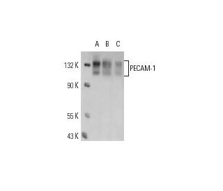 CD31 PECAM 1 Antibody JC70 SCBT Santa Cruz Biotechnology