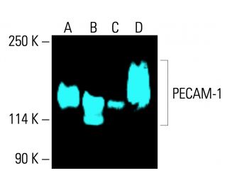 CD31/PECAM-1 Antibody (JC70) | SCBT - Santa Cruz Biotechnology