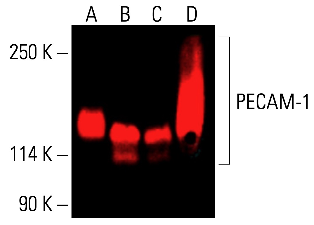 CD31/PECAM-1 Antibody (JC70) | SCBT - Santa Cruz Biotechnology