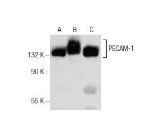 western blotting image from recommended CD31/PECAM-1 (H-3) monoclonal antibody replacement. Image 282207