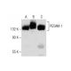 western blotting image from recommended CD31/PECAM-1 (H-3) monoclonal antibody replacement. Image 282207