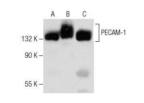 PECAM-1 Antibody (M-20) | SCBT - Santa Cruz Biotechnology