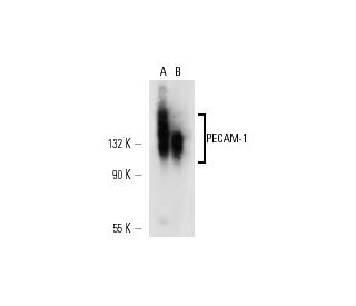 CD31 PECAM 1 Antibody MEC 13.3 SCBT Santa Cruz Biotechnology