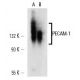 CD31/PECAM-1 Antibody (MEC 13.3) - Western Blotting - Image 14722 