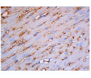 CD31/PECAM-1 Antibody (TLD-4E8) - Immunohistochemistry - Image 348066 