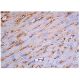 CD31/PECAM-1 Antibody (TLD-4E8) - Immunohistochemistry - Image 348066 