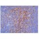 CD31/PECAM-1 Antibody (TLD-4E8) - Immunohistochemistry - Image 348067