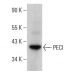 PECI Antibody (32) - Western Blotting - Image 378723 