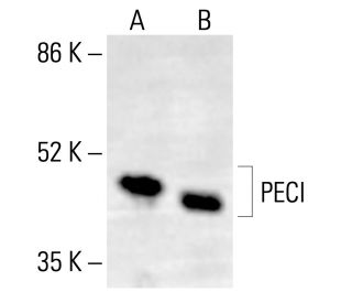 PECI Antibody (32) - Western Blotting - Image 412895 
