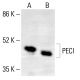 PECI Antibody (32) - Western Blotting - Image 412895 