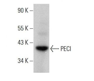 PECI Antibody (32) - Western Blotting - Image 378723