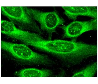 PEDF Antibody (D-10) - Immunofluorescence - Image 296327 
