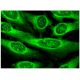 PEDF Antibody (D-10) - Immunofluorescence - Image 296327 
