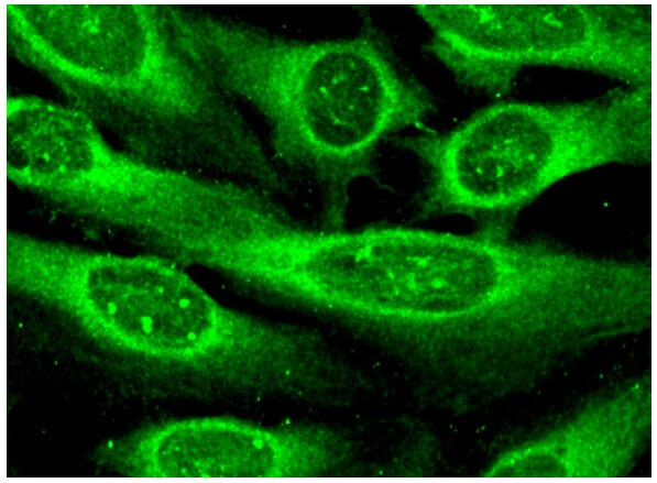 Anti PEDF Antibody D 10 SCBT Santa Cruz Biotechnology