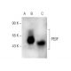 PEDF Antibody (D-10) - Western Blotting - Image 286774