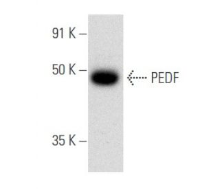 PEDF Antibody (H-9) - Western Blotting - Image 354800 