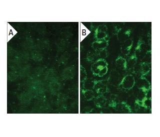 PEDF Antibody (LL-J) - Immunofluorescence - Image 132353 