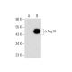 Peg10 Antibody (C-7) - Western Blotting - Image 143544 
