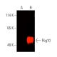 Peg10 Antibody (C-7) - Western Blotting - Image 388859