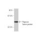 Pegasus Antibody (1B6) - Western Blotting - Image 350265