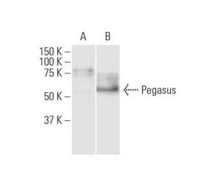 Pegasus Antibody (1B6) - Western Blotting - Image 352216 