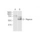 Pegasus Antibody (1B6) - Western Blotting - Image 352216 